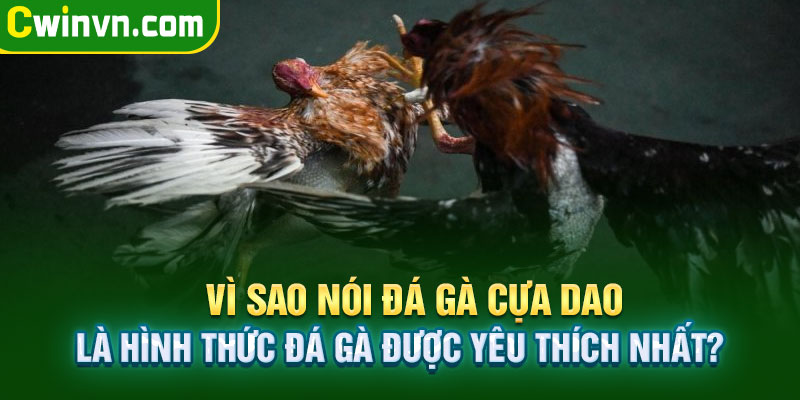 Lý do đá gà cựa dao được yêu thích và nổi tiếng