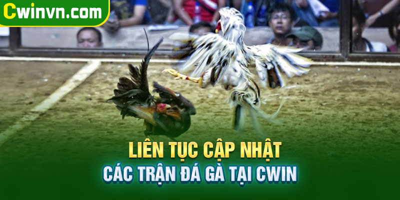 Nhà cái Cwin liên tục các trận đá gà mới và nhanh nhất