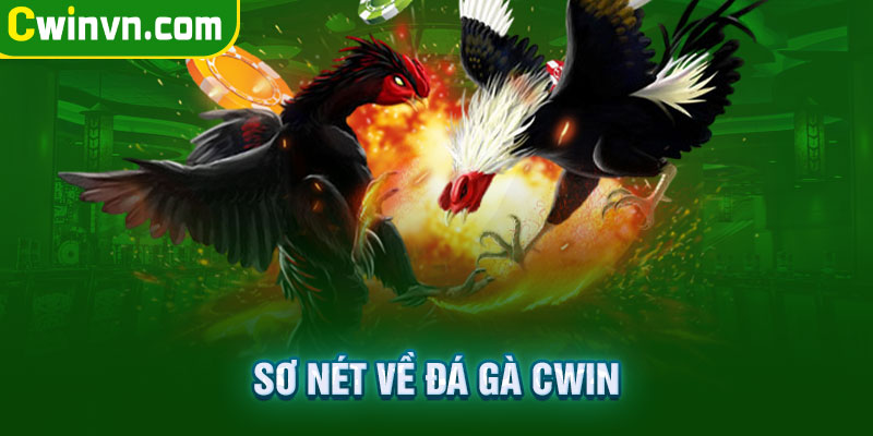 Sơ nét về đá gà Cwin