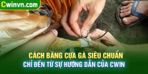 Cách Băng Cựa Gà Siêu Chuẩn Chỉ Đến Từ Sự Hướng Dẫn Của Cwin